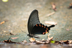 Papilio dialis