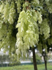 Maniltoa browneoides