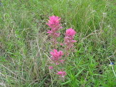 Castilleja purpurea
