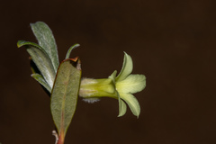 Billardiera sericophora