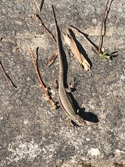 Podarcis muralis