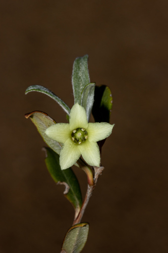 silky apple-berry (Billardiera sericophora)
