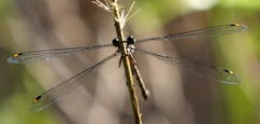Chlorolestes tessellatus