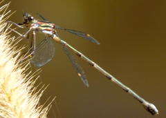Chlorolestes tessellatus
