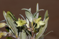 Billardiera sericophora