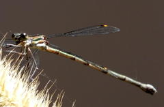 Chlorolestes tessellatus