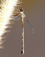 Chlorolestes tessellatus