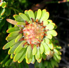 Leucadendron dregei