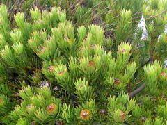 Leucadendron dregei
