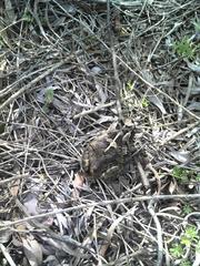 Sclerophrys pardalis