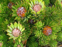 Leucadendron dregei