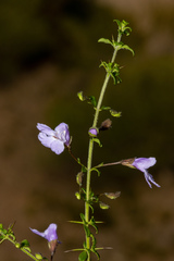 Prostanthera spinosa