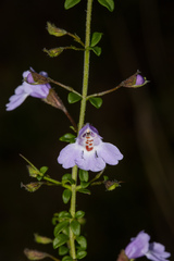 Prostanthera spinosa