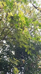 Vitex doniana