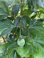 Passiflora