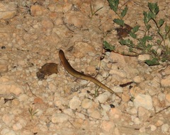 Cyclodomorphus melanops