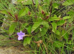 Barleria involucrata
