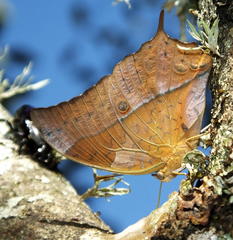 Charaxes varanes varanes