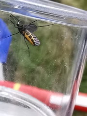 Sciara hemerobioides