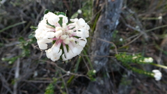 Pimelea nivea