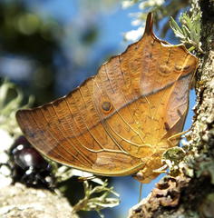 Charaxes varanes varanes