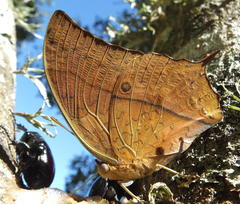 Charaxes varanes varanes