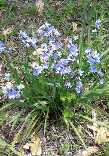Aristea compressa
