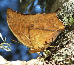 Charaxes varanes varanes