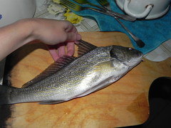 Umbrina cirrosa