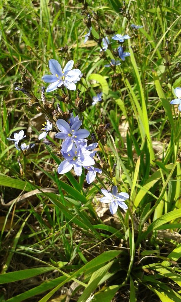 Aristea compressa
