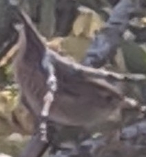 Cistothorus palustris