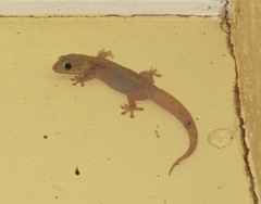 Gehyra purpurascens