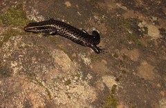 Psychosaura macrorhyncha