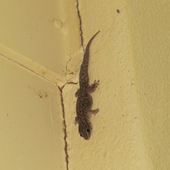 Gehyra purpurascens