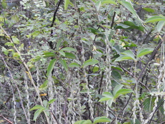 Dioscorea pentaphylla