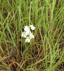 Habenaria plantaginea