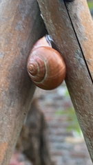 Cepaea nemoralis