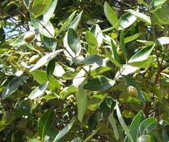 Lagerstroemia parviflora