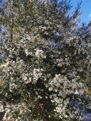 Ricinocarpos pinifolius