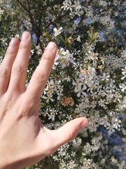 Ricinocarpos pinifolius