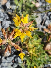 Listia bainesii