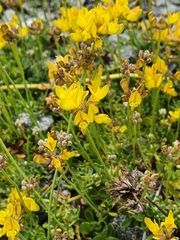 Listia bainesii