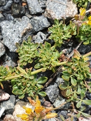 Listia bainesii