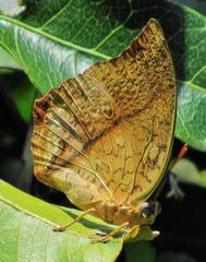 Charaxes varanes varanes