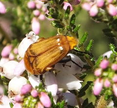 Leucocelis rubra
