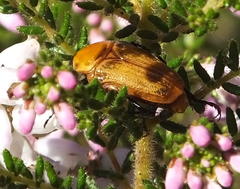 Leucocelis rubra