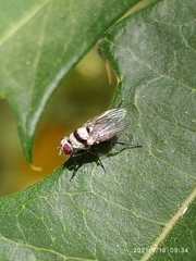 Anthomyia illocata