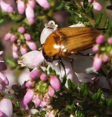 Leucocelis rubra