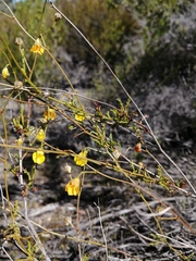 Hermannia confusa