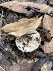 Amanita farinacea
